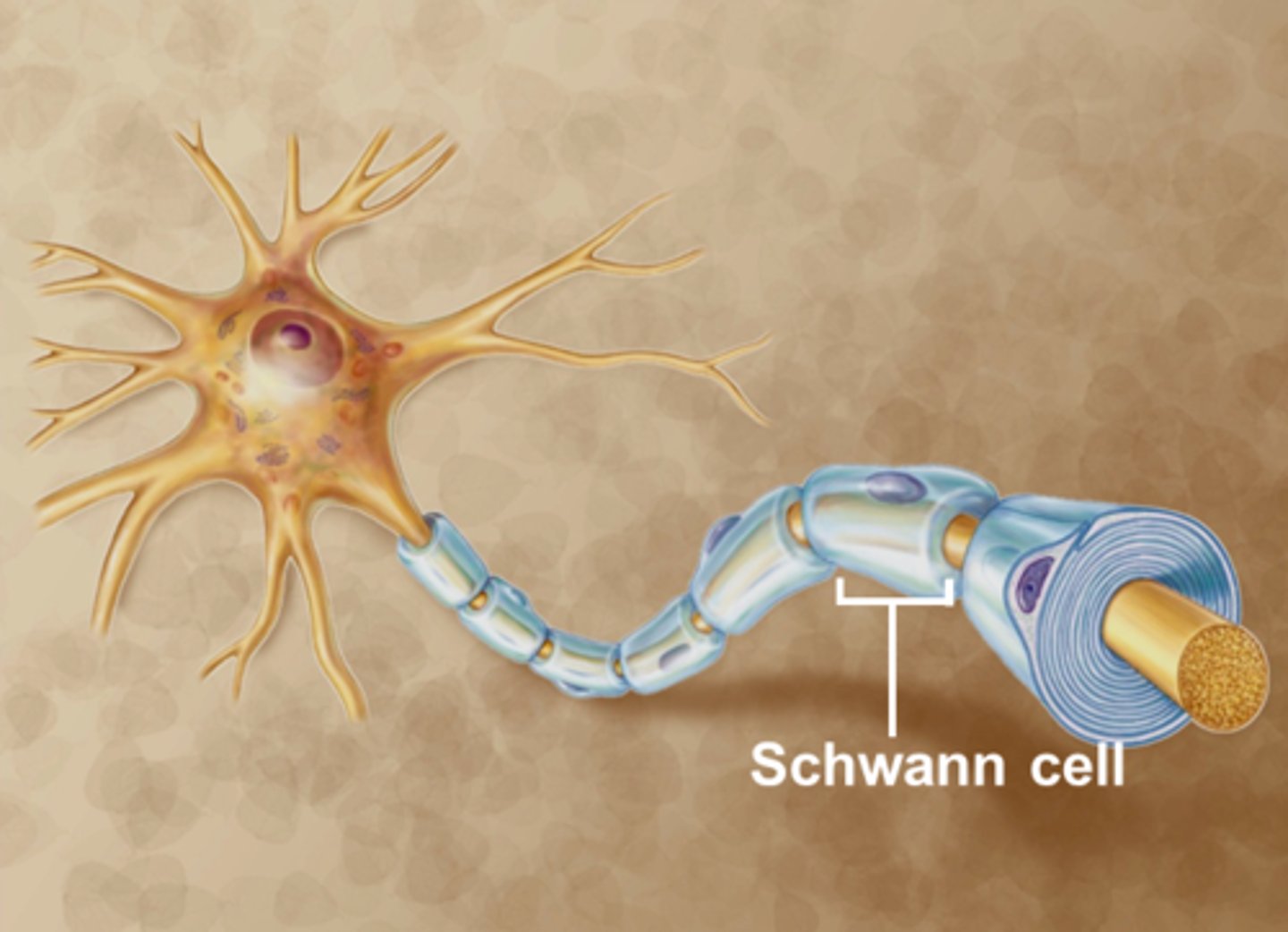 <p>Myelinate peripheral nerves a single nerve at a time</p>