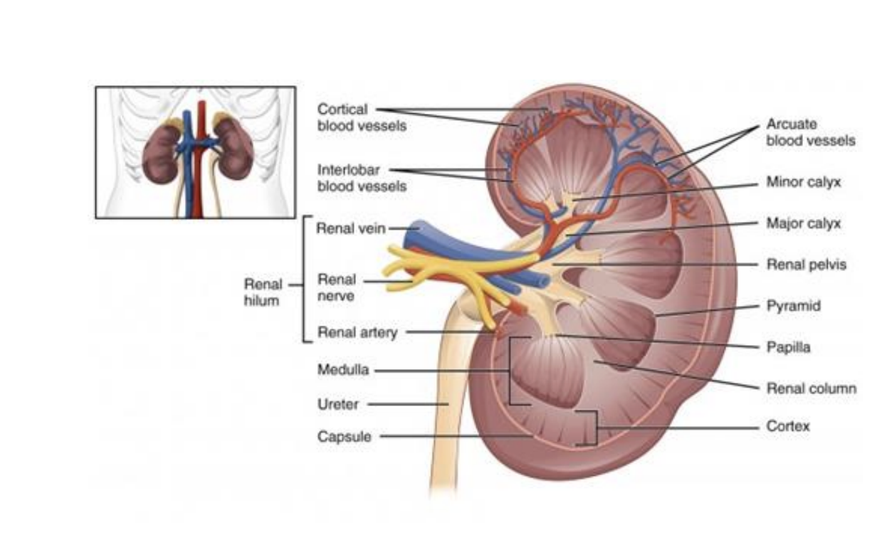 <p>● Collection of urine from renal pyramids into minor calyces </p><p>● Venous blood returns directly to caval system </p><p>● Adrenal glands sit on superior pole of kidney, contribute to endocrine functions</p>