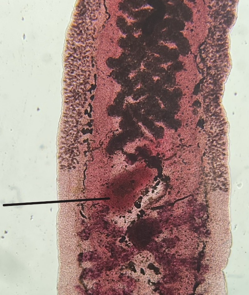 <p>What is this </p>