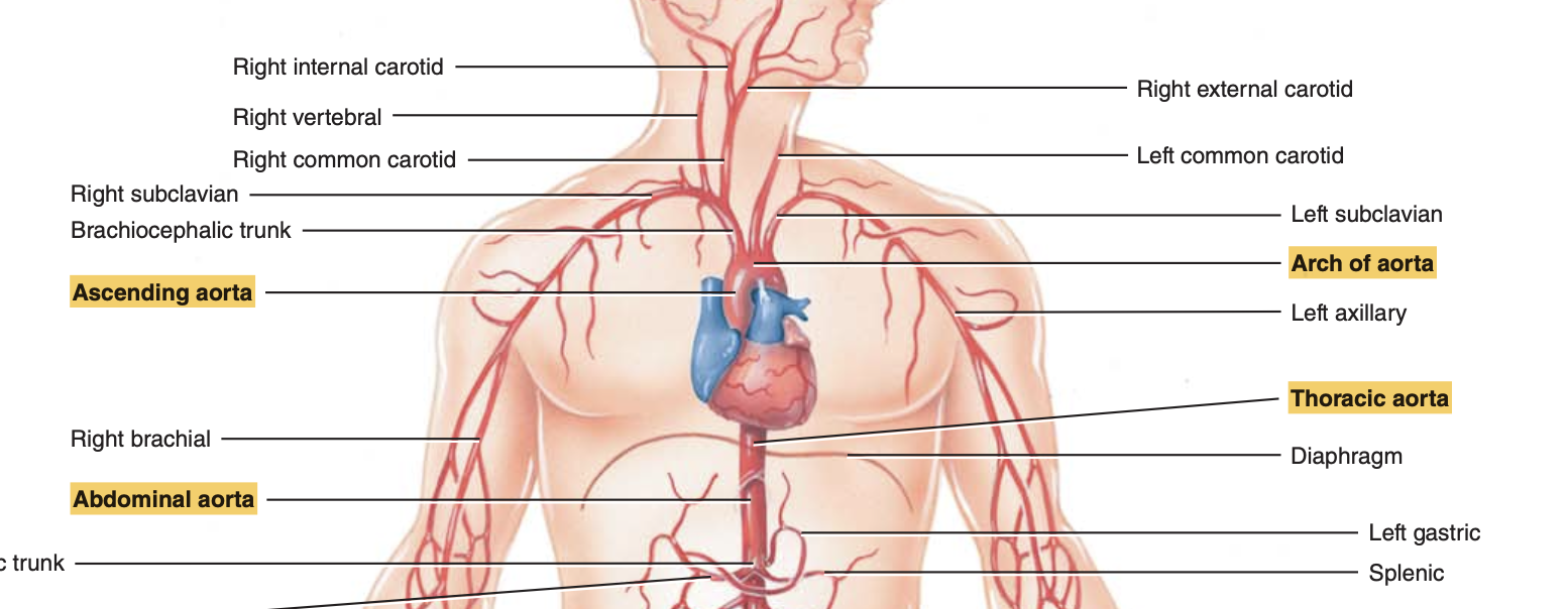 <ol><li><p><strong>Ascending Aorta</strong>: The initial segment emerging from the left ventricle.</p></li><li><p><strong>Arch of the Aorta</strong>: The continuation of the ascending aorta that loops to the left.</p></li><li><p><strong>Thoracic Aorta</strong>: The portion of the aorta that descends through the chest, ending at the diaphragm.</p></li><li><p><strong>Abdominal Aorta</strong>: The segment below the diaphragm that descends to the fourth lumbar vertebra</p></li></ol><p></p>