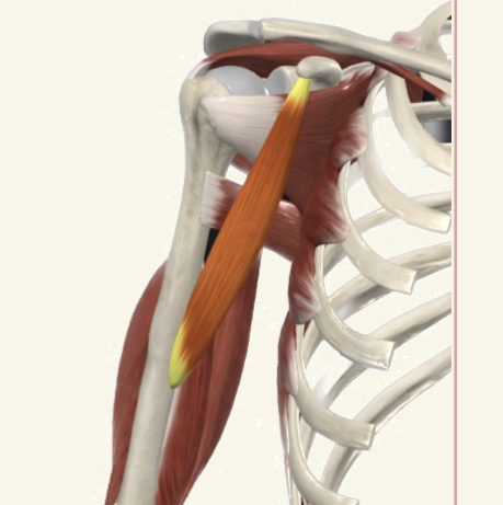 <p>coracobrachialis Actions</p>
