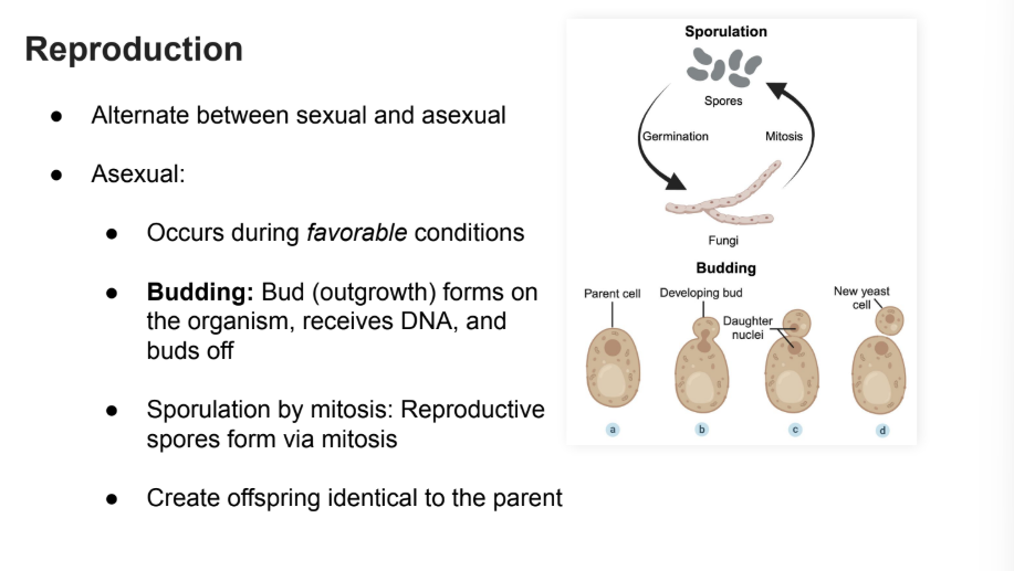 <ul><li><p>Occurs during <strong>favorable </strong>conditions</p></li><li><p><strong>Budding: </strong>bud outgrowth forms on the organism, receives DNA, and then subsequently buds off. </p><ul><li><p><strong>Sporulation </strong>by mitosis: Reproductive spores form via <strong>mitosis</strong></p></li><li><p>Create offspring identical to the parent. </p></li></ul></li></ul><p></p>