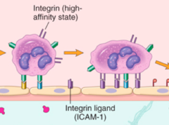 <p>Expressed at low levels on endothelial cells that become super-induced in the presence of cytokines, which are released by lymphocytes and macrophages. They bind to LFA-1 and Mac-1</p>