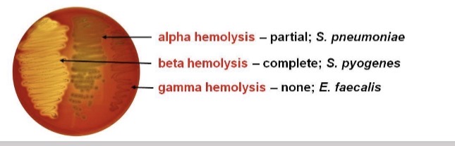<p>Beta Hemolysis looks like a <strong>completely</strong> <strong>clear</strong> background</p><p>Alpha Hemolysis looks like a <strong>green</strong> <strong>background</strong></p><p>Gamma hemolysis is <strong>no</strong> <strong>hemolysis</strong> at all </p>