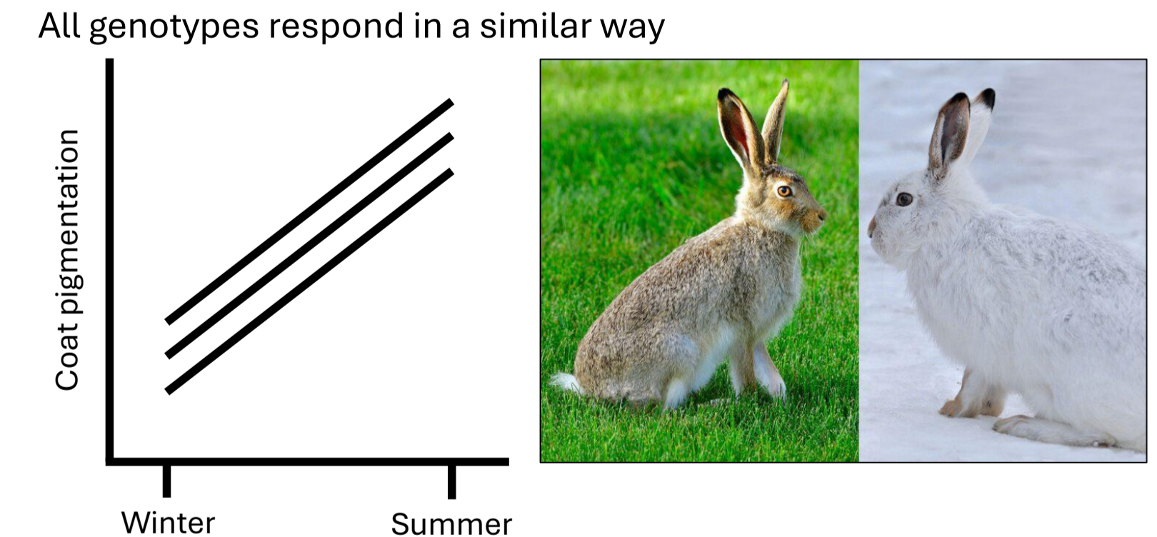 <p>The ability of a genotype to express different phenotypes under different environmental conditions</p><ul><li><p>All genotypes respond in a similar way</p></li></ul><p></p>