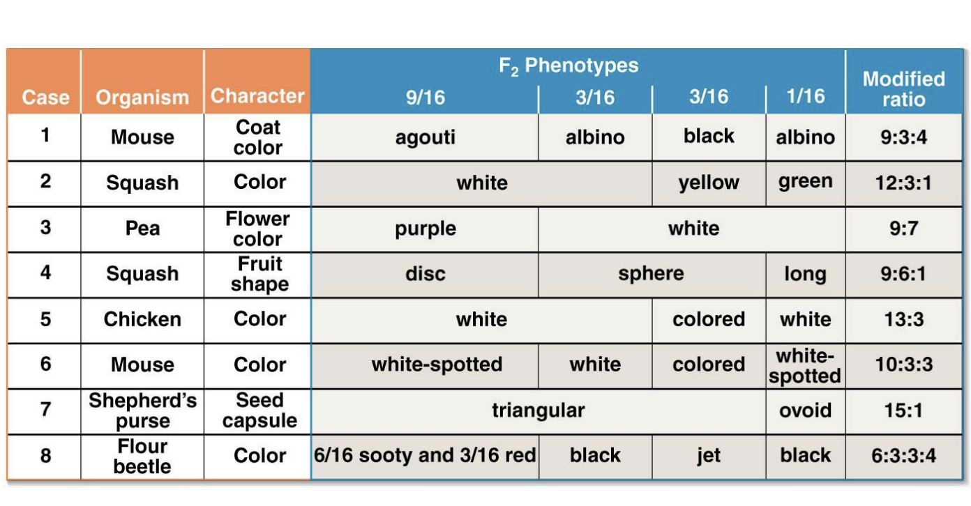 <ul><li><p>no black pigment</p></li><li><p>MASKS</p></li><li><p>recessive epistasis</p></li></ul><p></p>