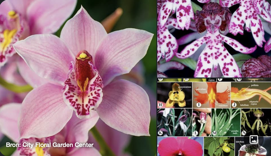 <p>Kenmerken:</p><ul><li><p><strong>Bloem:</strong> Extreem gespecialiseerd en tweezijdig symmetrisch. Een van de drie kroonbladen is omgevormd tot een opvallende <strong>lip (labellum)</strong>, vaak met een spoor.</p></li><li><p><strong>Voortplanting:</strong> Meeldraden en stamper zijn vergroeid tot één centraal orgaan: het <strong>zuiltje (gynostemium)</strong>. Het stuifmeel zit vast in kleverige klompjes (pollinia). De zaden zijn microscopisch klein en bevatten geen reservevoedsel (symbiose met schimmels nodig om te kiemen).</p></li></ul><p></p>