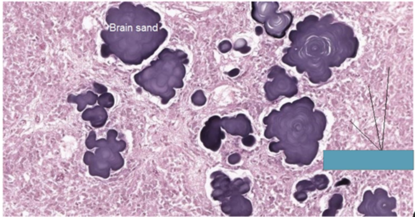 <p>Identify the organ</p>