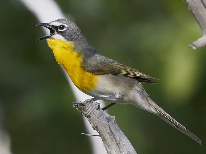 <p>yellow-breasted chat </p><p>long body and tail <br>yellow breast <br>white and black mask </p>