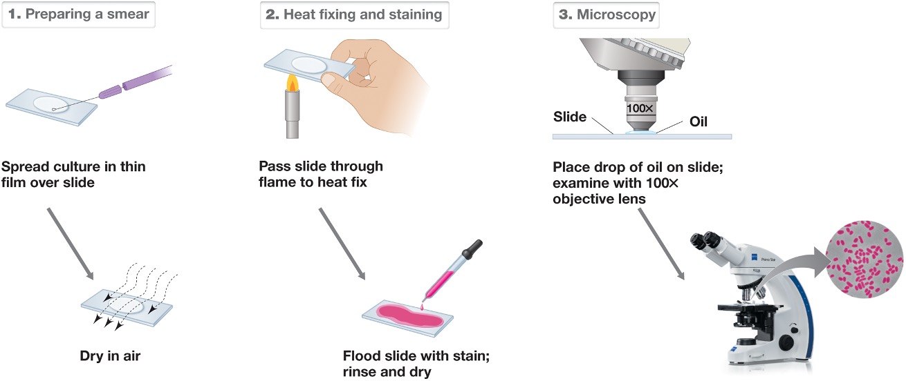 <ul><li><p><em>staining increases the contrast for bright field microscopy and uses dyes that are organic compounds that binds to speciifc cellular materials. </em></p></li></ul><p></p>