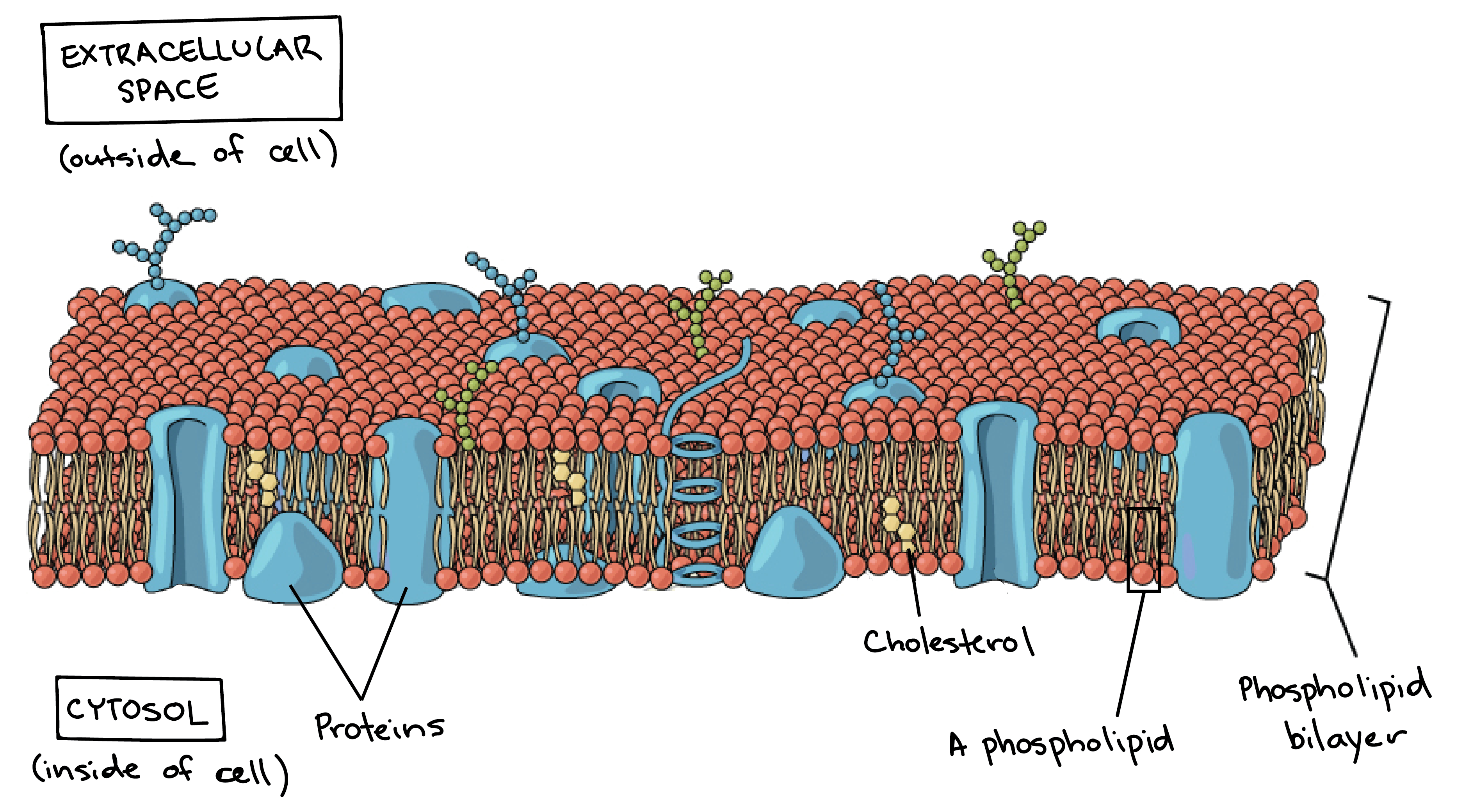 <p>phosopholipid bilayer; serves as a barrier, provides structure, controls transport, important for cell signaling and recognition</p>