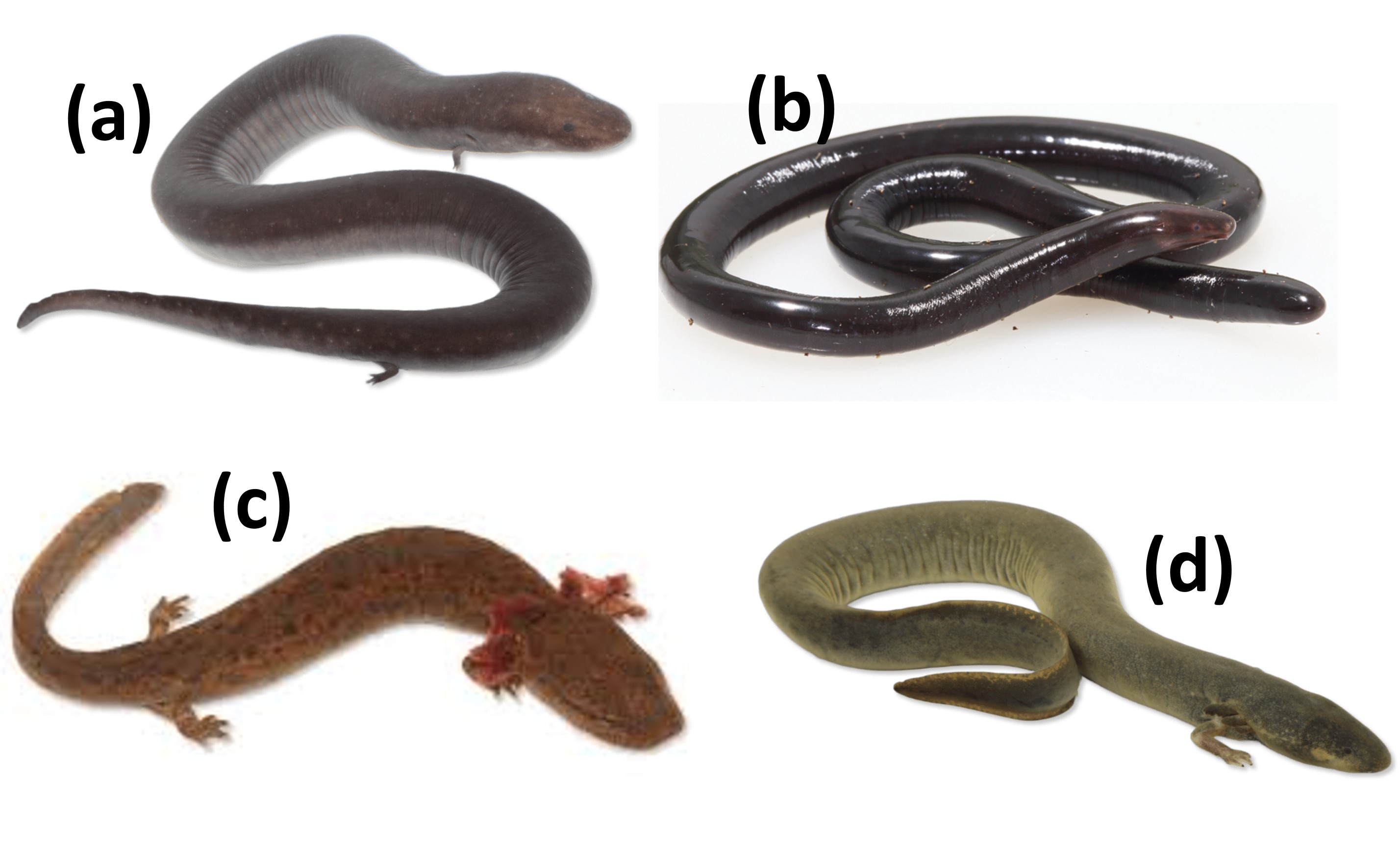 <p>What amphibian is shown on each picture? </p>