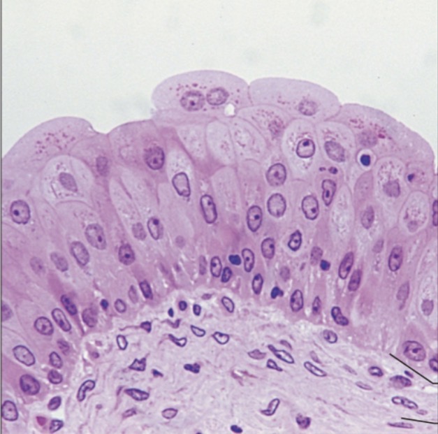 <p>what is the name of this tissue?</p>