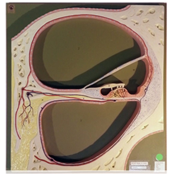 <p>ID structure </p>
