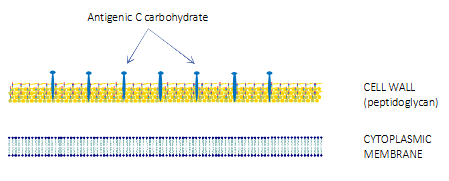 <p>- Further classified according to antigenic differences in cell wall carbohydrates</p><p>- Lancefield grouping system: 20 different groups (A-H, K-V)</p><p>- Two lancefield groups are of particular clinical importance</p><p>.</p><p>LANCEFIELD GROUP A (= Strep A)</p><p>- also known by its species name, Streptococcus pyogenes</p><p>LANCEFIELD GROUP B</p><p>- Also known by its species name, Streptococcus agalactiae</p><p>- Colonises the urogenital tract and rectum of women, transmitted to infants during/after birth</p><p>- causes severe infections (meningitis and bloodstream infections) in neonates</p>