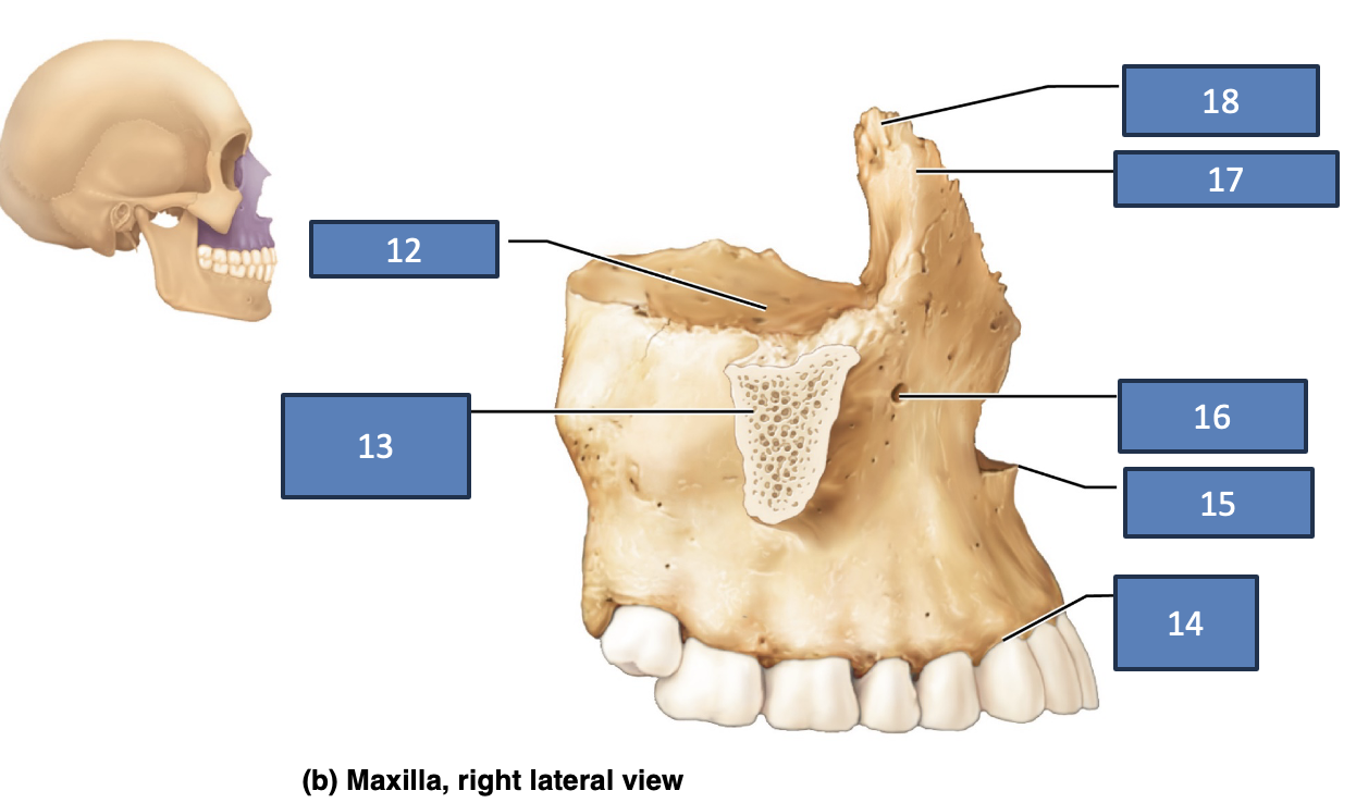 <p>anterior nasal spine</p>