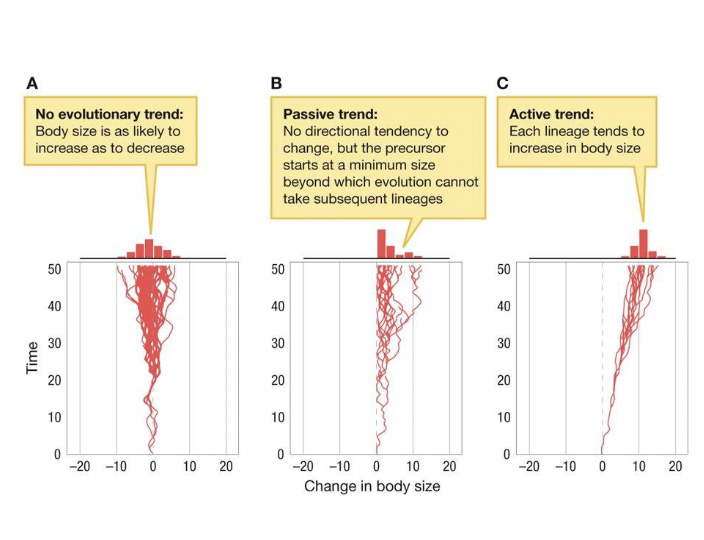 <p>Evolutionary trends are persistent, directional changes in the average value of a specific phenotypic feature within a clade over the course of time. These patterns are categorized as:</p><p><strong><u>→Passive trends:</u></strong> Where change is limited by a physical boundary</p><p><strong><u>→Active trends:</u></strong> Where lineages exhibit a consistent tendency to shift toward a specific trait value, such as increasing body size or complexity.</p>