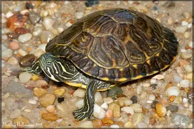 <p>rear marginal scute will flare up and out with age; dull colorations usually</p>