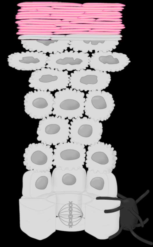 <p>Stratum Corneum</p>
