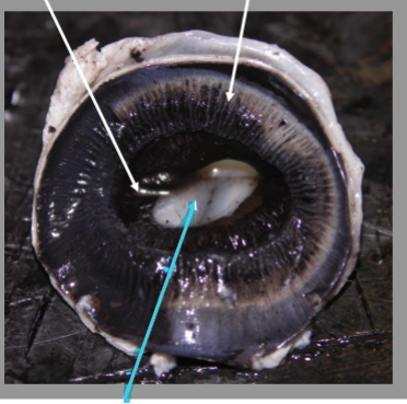 <p>What is the arrow pointing at?</p>