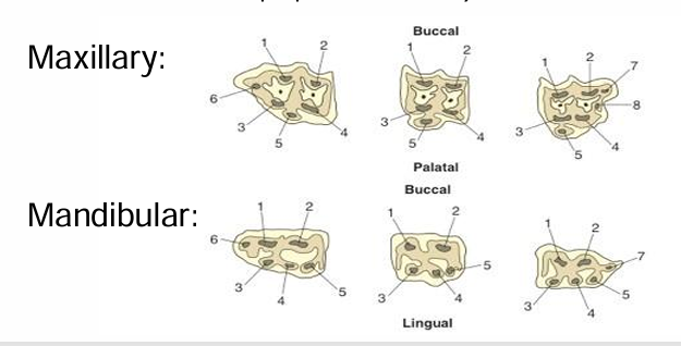 <ul><li><p>Area of pigmented 2° dentine on occlusal surface<em> (approx 5mm thick)</em></p></li><li><p>Protect underlying pulp</p></li><li><p>Every cheek tooth >5 pulp horns</p><ul><li><p>06s + 11s have extra pulp horns</p><ul><li><p>06 = rostrally</p></li><li><p>11s = caudally</p></li></ul></li></ul></li></ul><p></p>