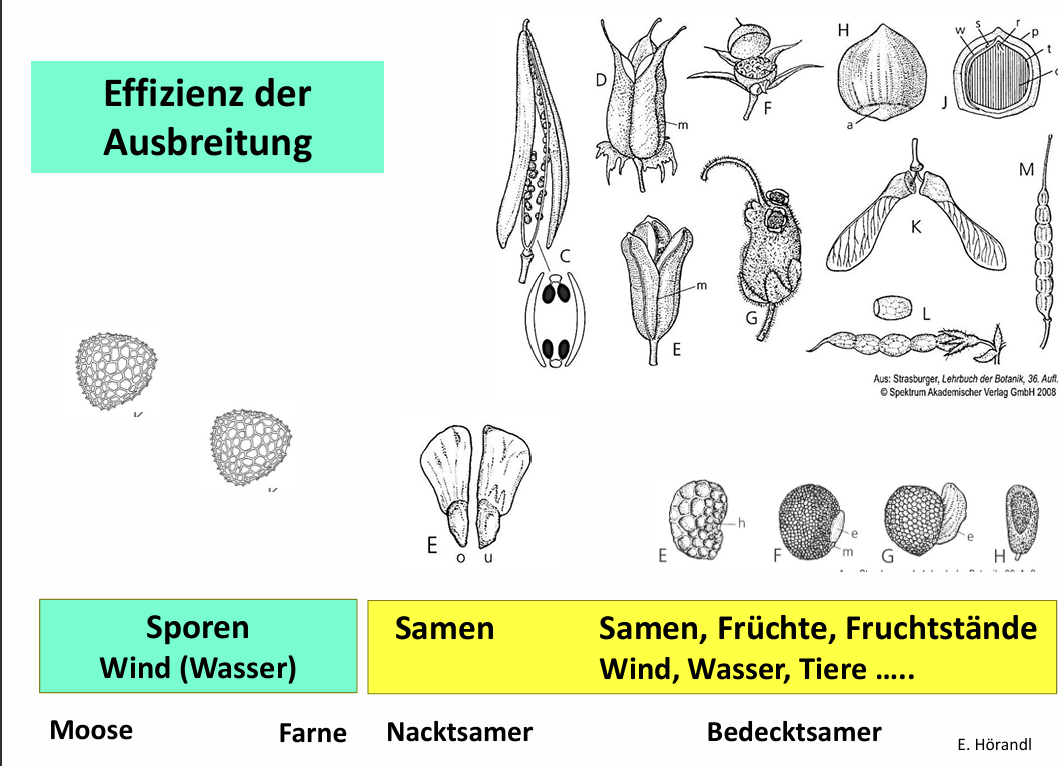 <ul><li><p>wurde effizienter </p></li></ul><p></p>