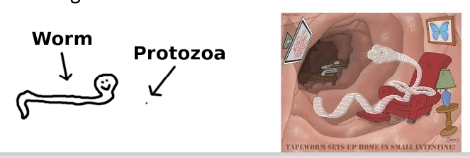 <p>- Complex, multicellular, much larger</p><p>- Extracellular (except for one - Trichinella spp)</p><p>- Large genomes, very immunogenic</p><p>- Can survive for decades</p><p>- Drugs are toxic</p>