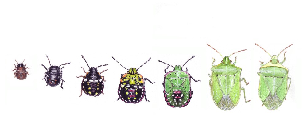 <ol><li><p>Green stink bug</p></li><li><p>Hemiptera</p></li><li><p>Nymph</p></li><li><p>Piercing-sucking</p></li></ol><p></p>