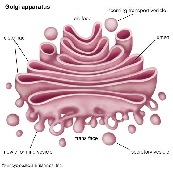 <p><span>Shipping center that </span><strong>sorts, modifies, and packages</strong><span> proteins for delivery.</span></p>
