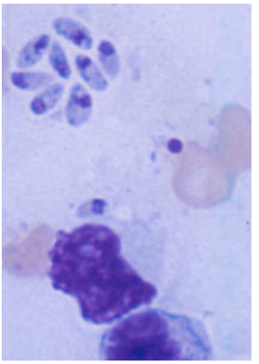 term image