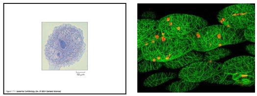 <ul><li><p>an intricate network of protein filaments that extends throughout the cytoplasm</p></li><li><p>cellular skeleton is highly <mark data-color="yellow" style="background-color: yellow; color: inherit;">dynamic</mark>: filaments are constantly being assembled and disassembled inside the cell</p></li><li><p>eukaryotic vs. prokaryotic <mark data-color="yellow" style="background-color: yellow; color: inherit;">(MreB; FtsZ)</mark><mark data-color="#ffffff" style="background-color: rgb(255, 255, 255); color: inherit;">: found in prokaryotic cells but similar to actin and microtubules found in eukaryotes</mark></p></li></ul><p></p>