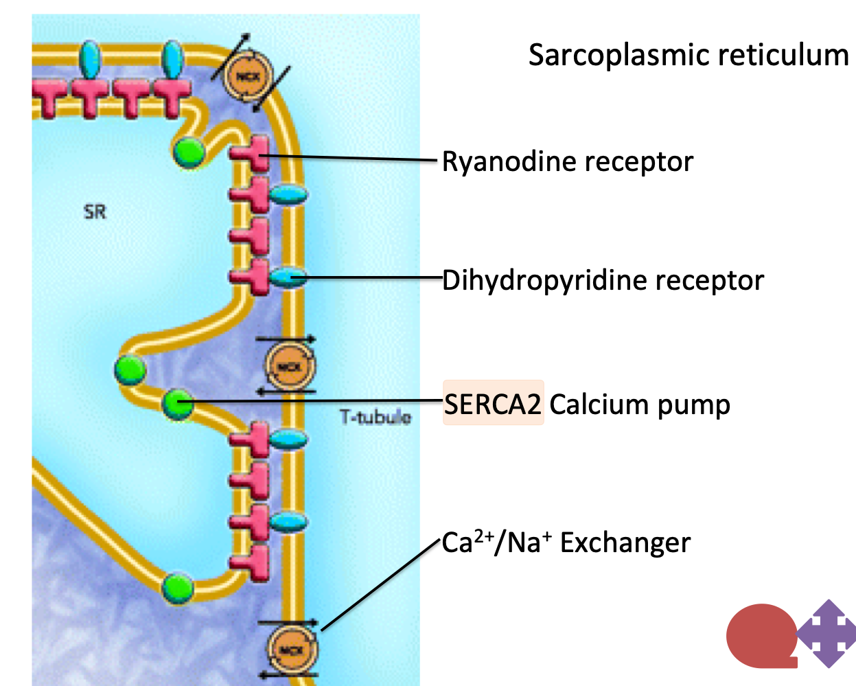 <p><u>Dihydropyradine receptors</u> role in sliding filament</p>