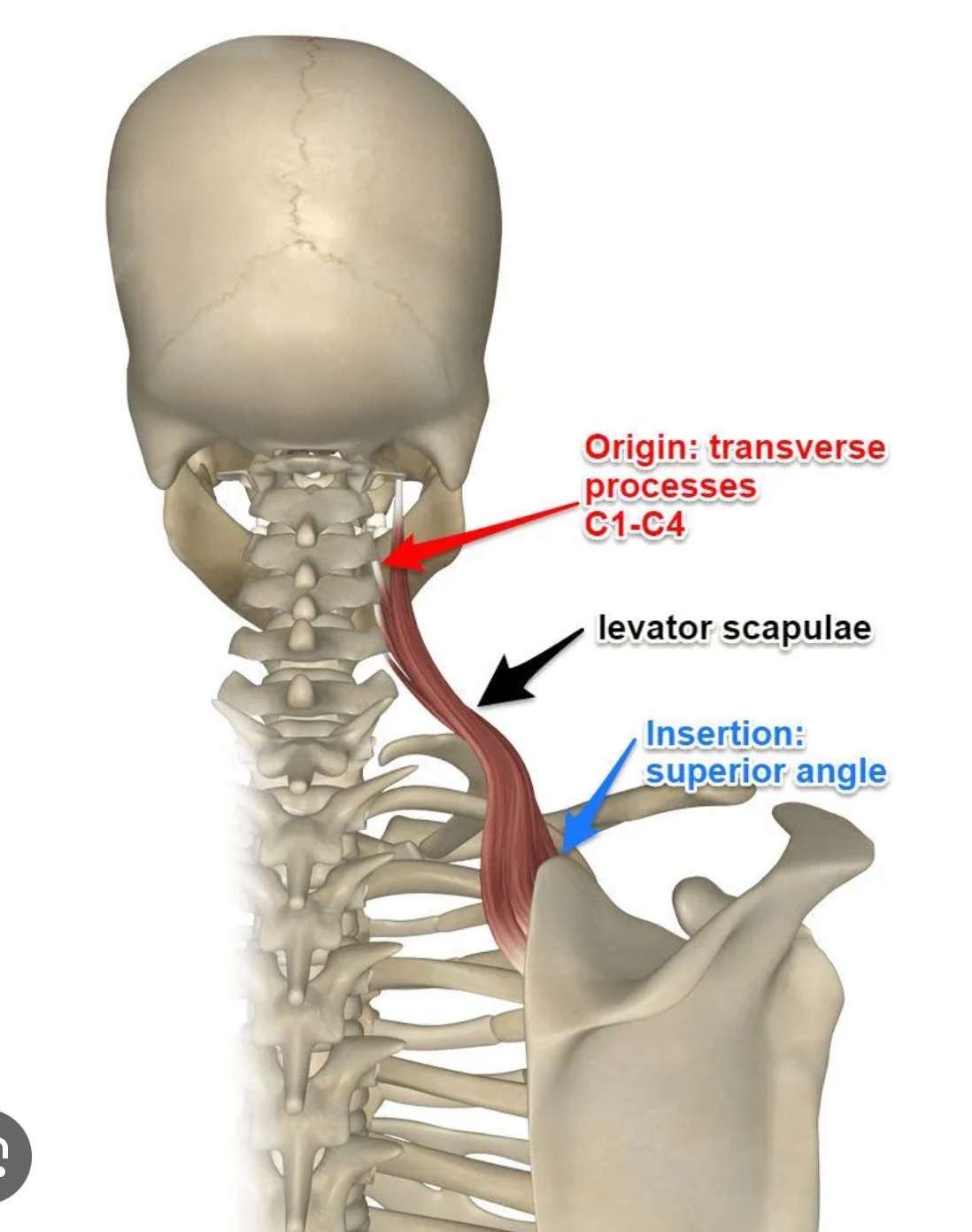 <p>Levator scapulae (neck) origin</p>