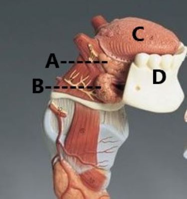 <p>A (<span>Salivary glands)</span></p>