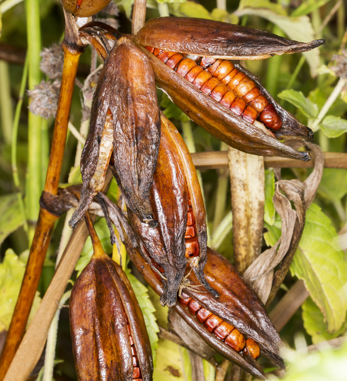 <p>What is this, and what are the fruit characteristics? <br>1. Fleshiness<br>2. Dehiscence<br>3. Complexity<br>4. Accessory fruit<br>5. Specific fruit</p>