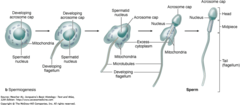 <p>What are the four phases of spermiogenesis?</p>