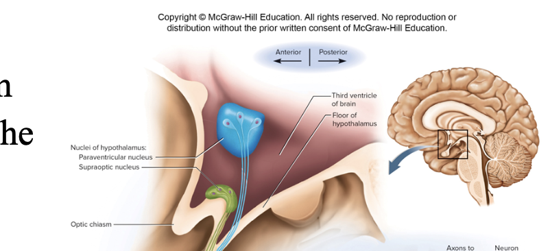 <p>flat funnel shape, above/behind optic chiasm, releases hromones to regulate anterior pituitary gland</p>