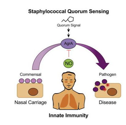 <p>S. aureus: what determines colonisation vs disease (Basically why is it that so many of us are asymptomatically colonised by S. aureus whereas others develop disease)</p>