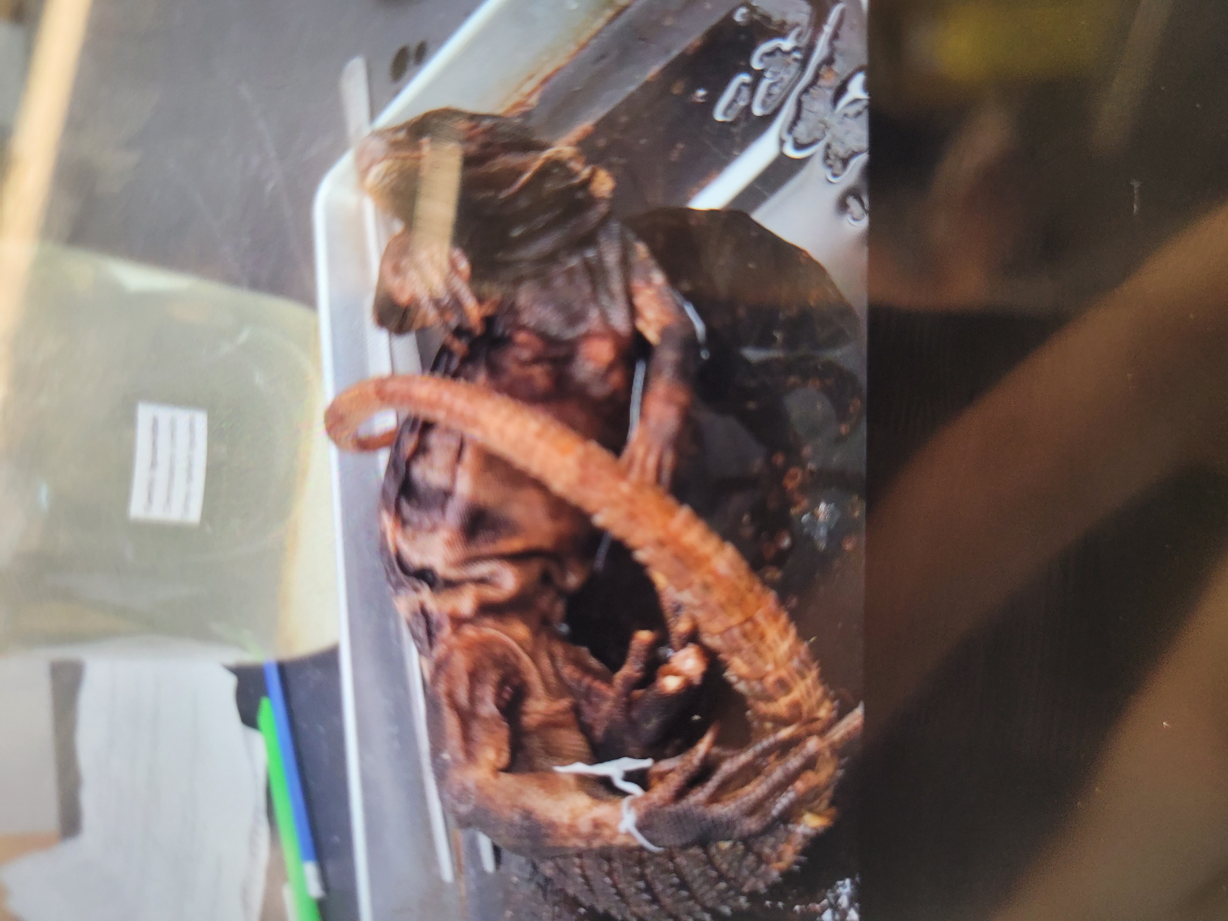 <p>What species is this</p>