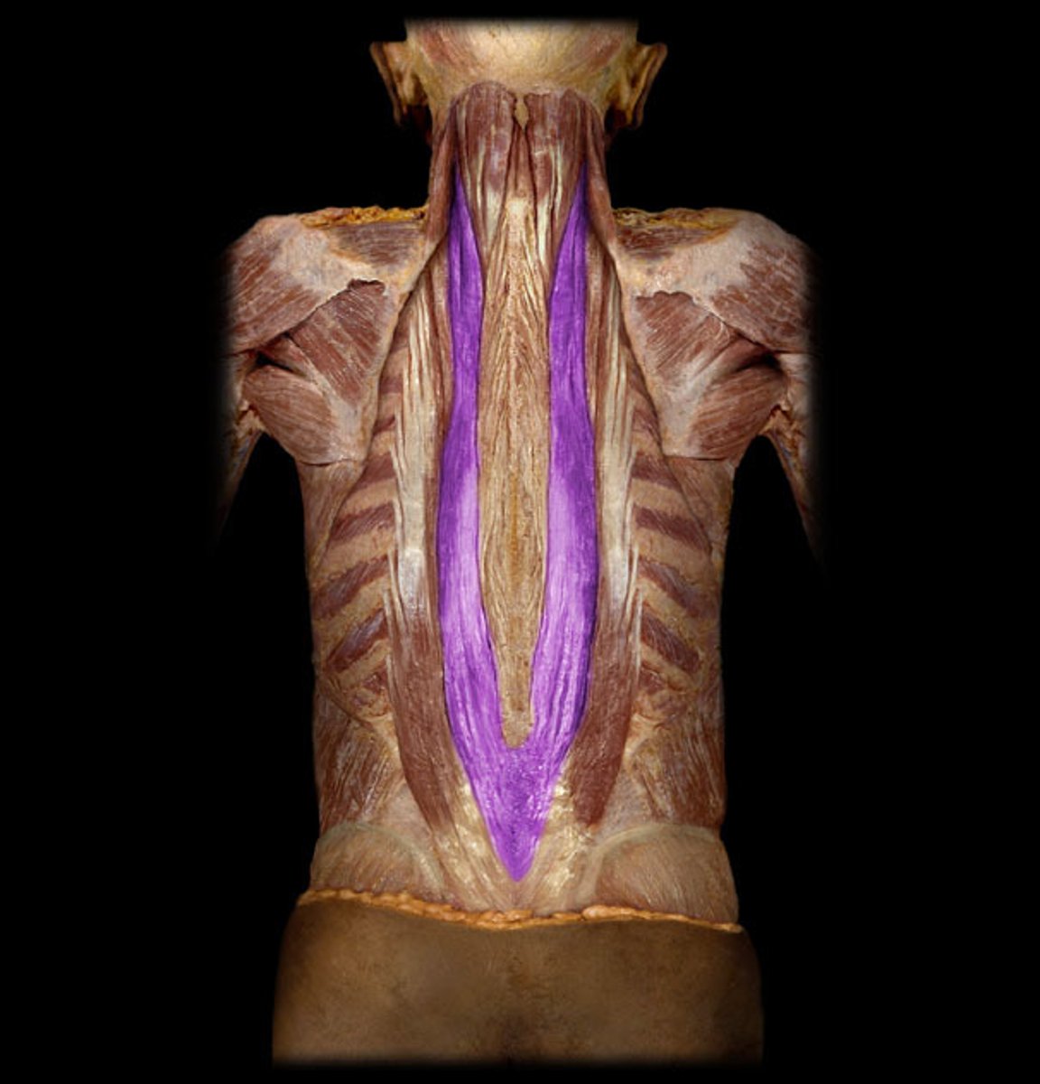 <p>Identification.</p>