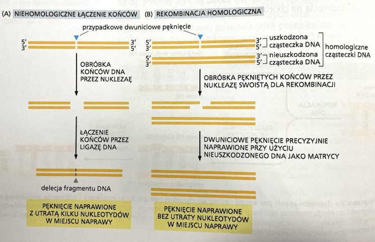 <p>Scalanie DNA pękniętych po rekombinacji homologicznej</p>