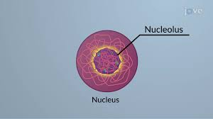 <p><strong>Function</strong>: “ribosome factory” - transcribes ribosomal RNA, assembles ribosomal subunits, and impacts stress response</p><p><strong>Structure</strong>: located inside the nucleus. made of RNA, DNA, and proteins</p>
