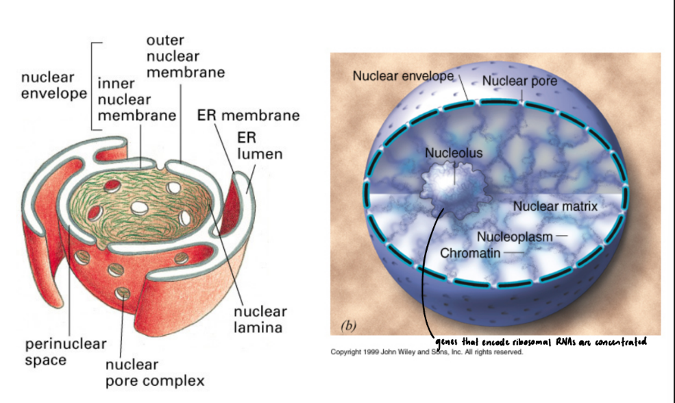 <ul><li><p><strong>Nuclear envelope</strong> = double membrane around nucleus </p><ul><li><p>Outer membrane <span data-name="left_right_arrow" data-type="emoji">↔</span> Rough Endoplasmic Reticulum </p></li><li><p>Space b/w membranes topologically = outside/interior of ER </p></li><li><p><u>Nuclear pore complex</u> controls entry &amp; exit </p></li></ul></li><li><p><strong>Nuclear lamina</strong> = network of intermediate filaments (Lamins) under nuclear envelope → support </p></li><li><p><strong>Nucleoplasm</strong> = fluid in nucleus </p></li><li><p><strong>Chromatin</strong> = DNA/protein complex</p></li><li><p><strong>Nucleolus</strong> = DNA/protein complex hold rRNA genes for ribosomal RNA production </p><ul><li><p>Where ribosomal subunits assembly </p></li></ul></li></ul><p></p>