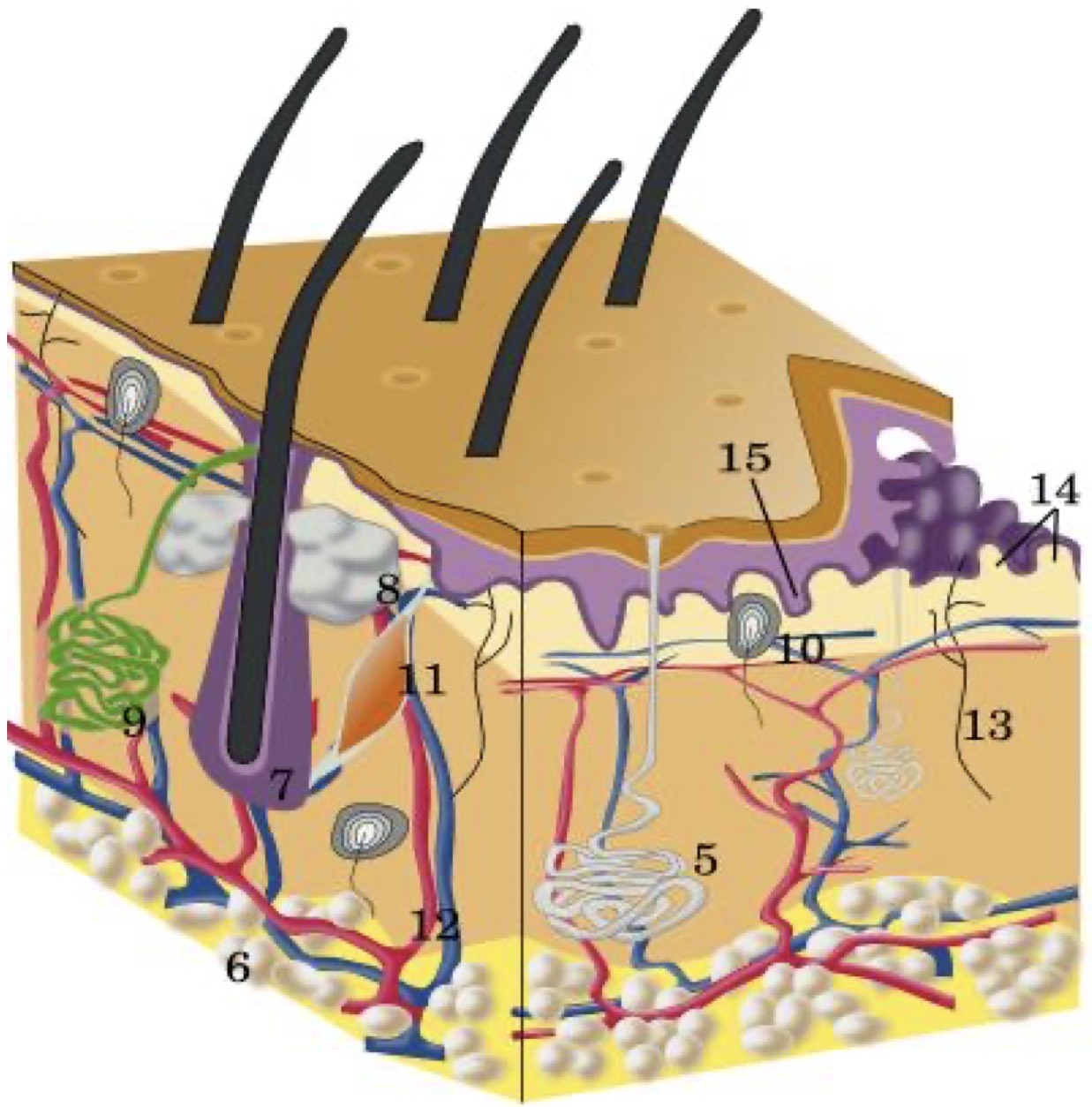 <p>Identify the Number 7</p>