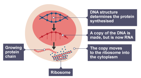 <p><strong><u>Transcription:</u></strong></p><ul><li><p>The DNA double helix unwinds and the two strands separate.</p></li><li><p>A single-stranded copy of the gene (mRNA) is built using the DNA as a template.</p></li><li><p>The mRNA leaves the nucleus and moves into the cytoplasm.</p></li></ul><p><strong><u>Translation:</u></strong></p><ul><li><p>The mRNA attaches to a ribosome.</p></li><li><p>The ribosome reads the mRNA bases in groups of three (triplets).</p></li><li><p>Carrier molecules (tRNA) bring specific amino acids to the ribosome.</p></li><li><p>The amino acids join together in the exact order dictated by the mRNA to form a chain.</p></li><li><p>The completed chain folds into a unique 3D shape to become a functioning protein.</p></li></ul><p></p>