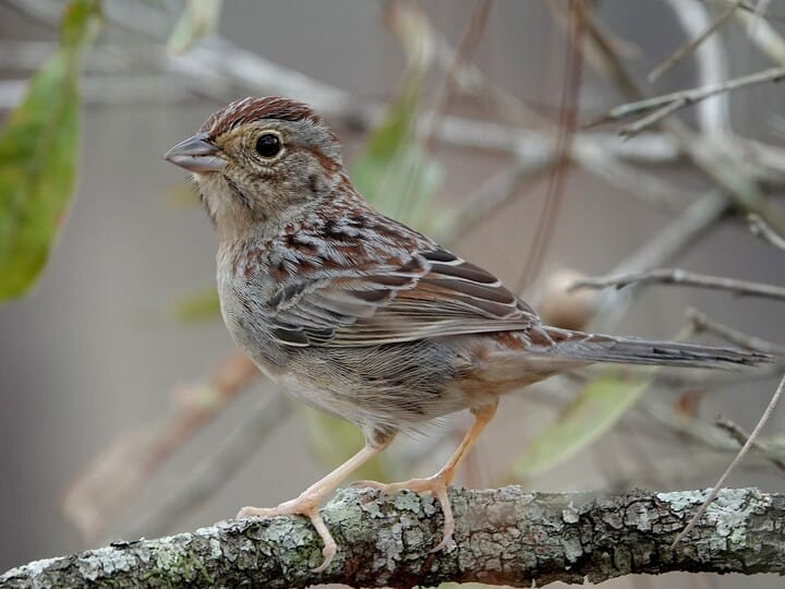 <p>bachman’s sparrow</p><p>very gray sparrow<br>chestnut on crown/wings</p>