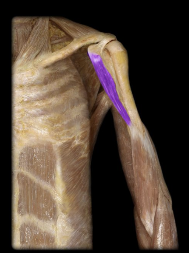 <p>What the highlighted structure is acting on the<strong><mark data-color="#ffd8d2" style="background-color: rgb(255, 216, 210); color: inherit;"> humerus</mark></strong>. What muscle is this called?</p>