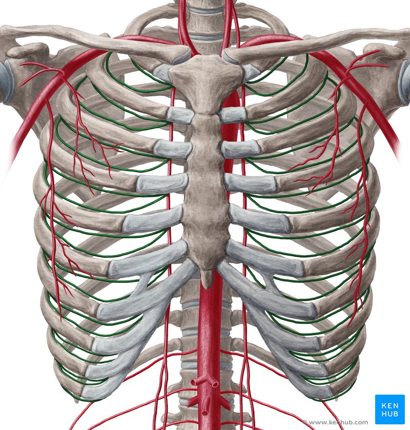 <p><span>branch of the thoracic aorta; supplies blood to the muscles of the thoracic cavity and vertebral column</span></p>