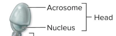 <p>Acrosome</p>