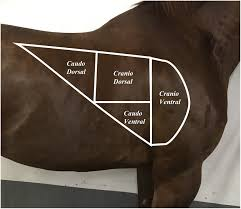 <p>Area inside the triangle formed by the should, loin, and elbow</p>
